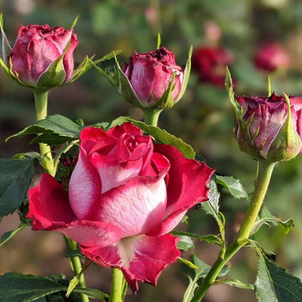 Саджанці чайно-гібридних троянд Есмеральда (привитий) Чернівці - фото 3