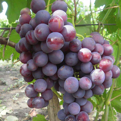 Саженцы винограда Рошфор (черенкованный) - 1-летний Черновцы - изображение 1