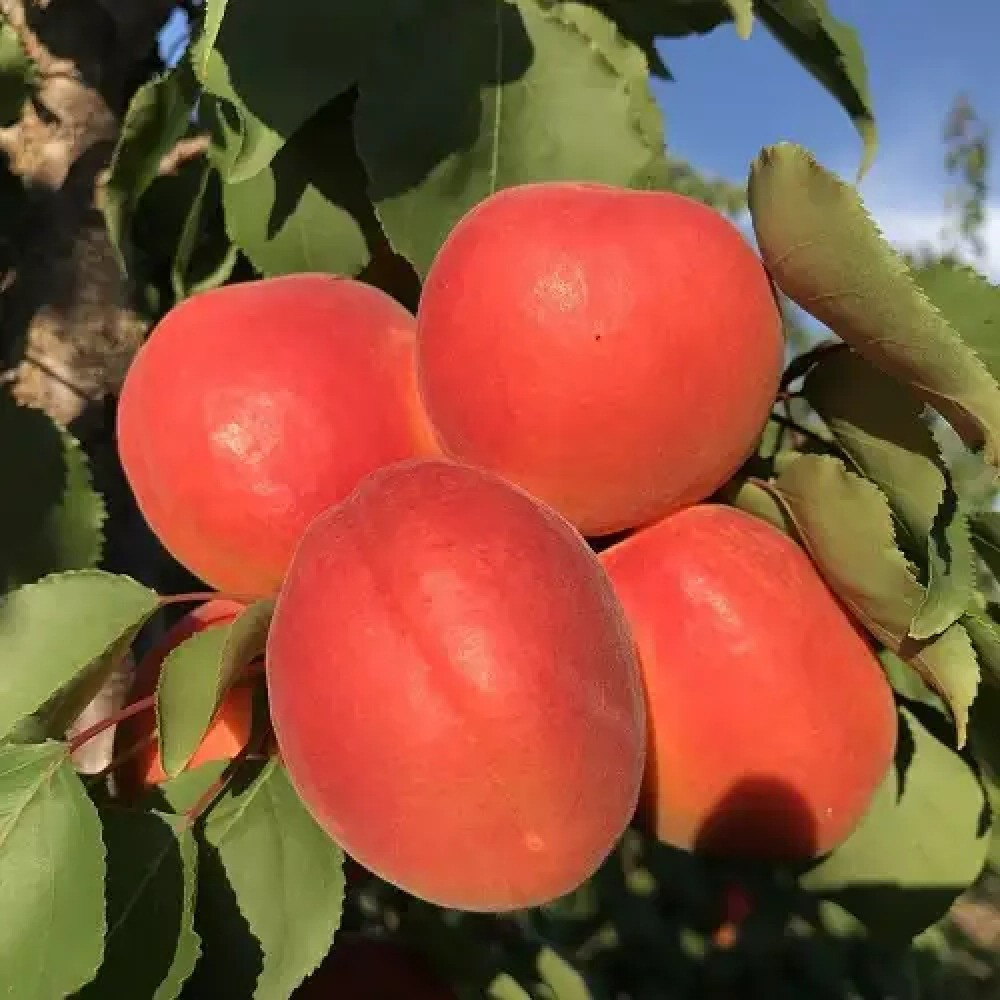 Саджанці абрикоса Нельсон (привитий) - 1-річний Чернівці - фото 1