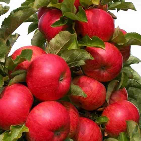 Саженцы колоновидной яблони Джина (привитый) - 2-летний Черновцы