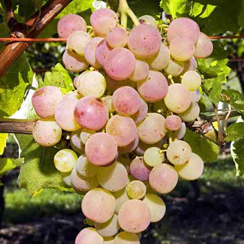 Саженцы винограда Триумф (черенкованный) - 2-летний Черновцы