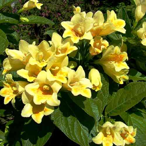 Саженцы вейгелы Миддендорфа (черенкованный) - 1-летний Черновцы