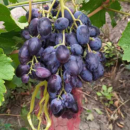 Cаджанці винограду Новичок (черенкований) - 2-річний Чернівці