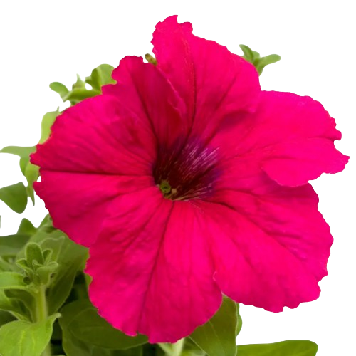 Петунія грандіфлора Танго F1 рожева 20шт Професійне насіння Житомир