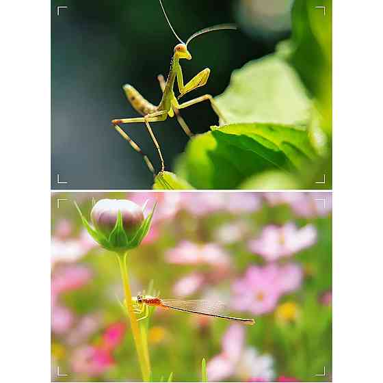 Макролінза для телефону 10X 25-50мм Kase 10X Macro Київ