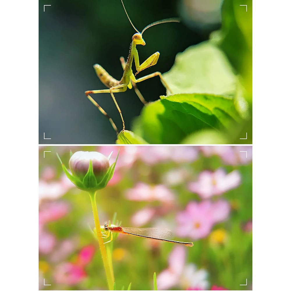 Макролінза для телефону 10X 25-50мм Kase 10X Macro Київ - фото 5