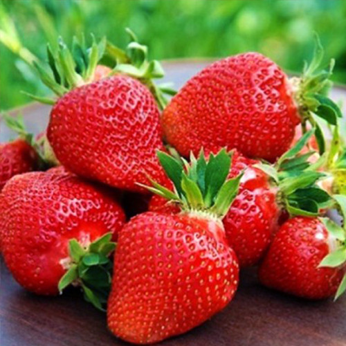 Саджанці полуниці Ксанте (ремонтантна) - 1-річний Чернівці - фото 1