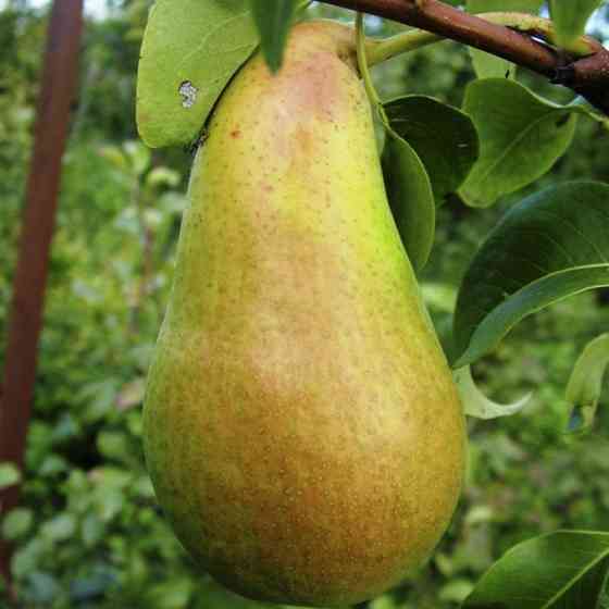 Саджанці груші Амфора (привитий) - 1-річний Чернівці