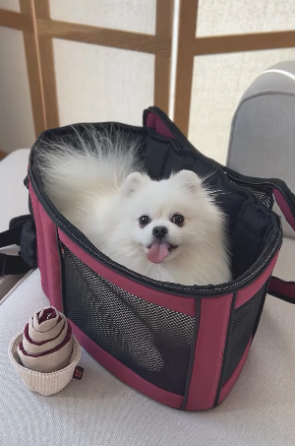 Сумка-переноска для котів і собак Happy Peppy (Хеппі Пеппі) Luna Bag Овал Бордовий Запоріжжя