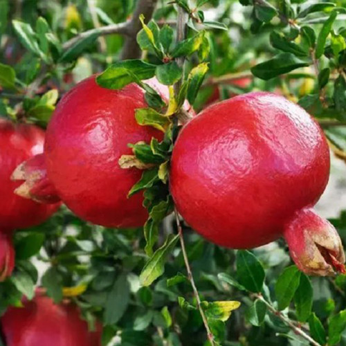 Саджанці гранату Казаке (черенкований) - 1-річний Чернівці - фото 1