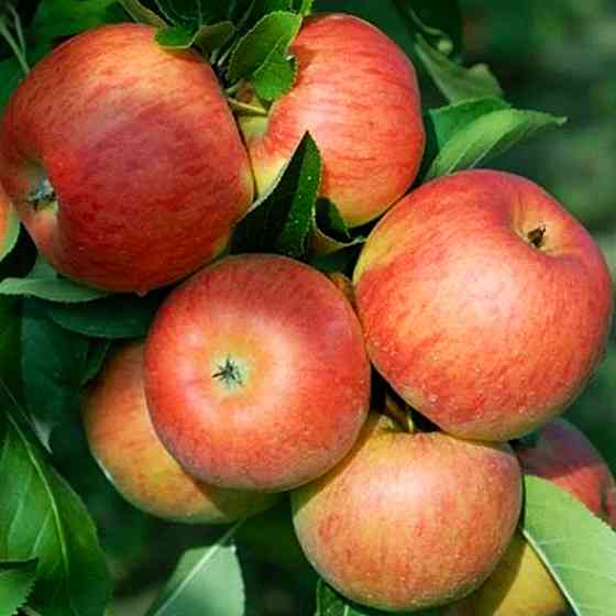 Саджанці яблуні Топаз (привитий) - 2-річний Чернівці