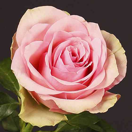 Саженцы чайно-гибридных роз Бель Роуз (привитый) Черновцы