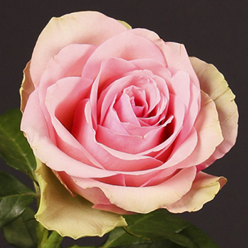 Саджанці чайно-гібридних троянд Бель Роуз (привитий) Чернівці - фото 3