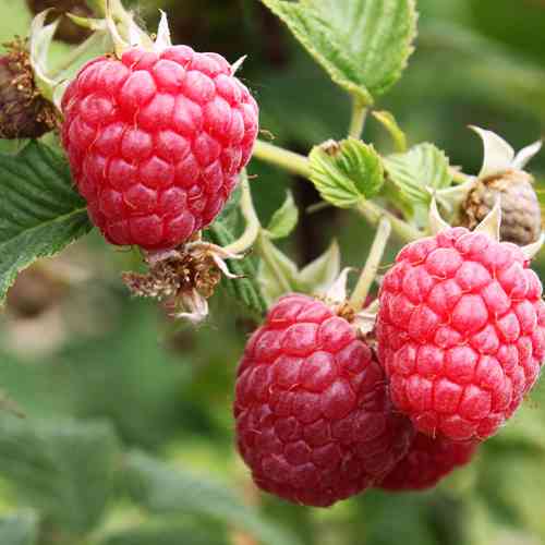 Саджанці малини Фенікс (черенкований) - 1-річний Чернівці