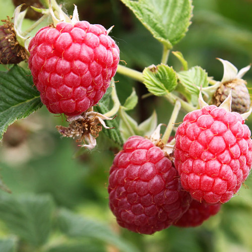 Саджанці малини Фенікс (черенкований) - 1-річний Чернівці - фото 1