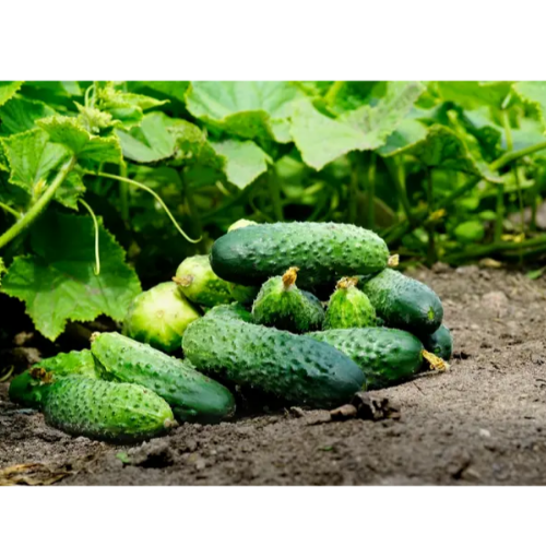 Огурец Леша 1гр Вкусный Житомир - изображение 3