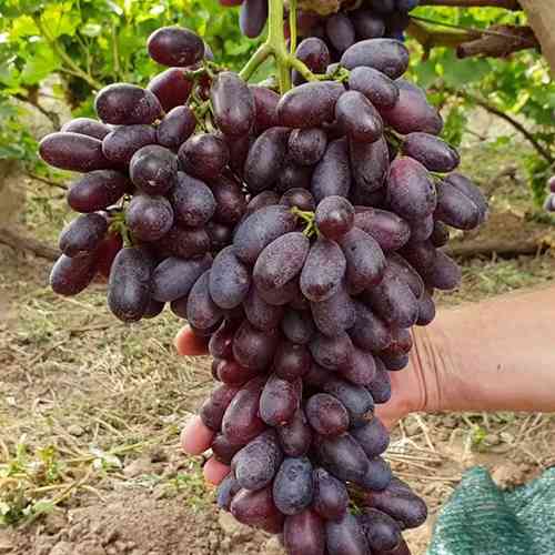 Cаджанці винограду Князь Трубецький (черенкований) - 1-річний Чернівці