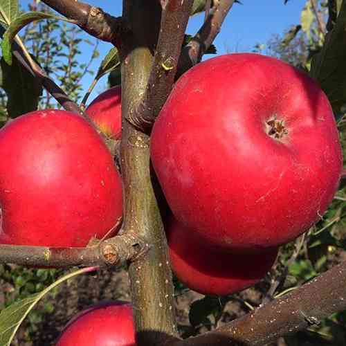 Саженцы яблони Джунами (привитый) - 1-летний Черновцы