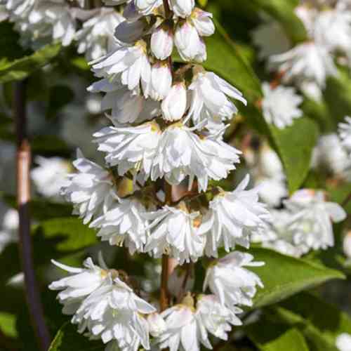 Саджанці дейції Плена (черенкований) - 1-річний Чернівці