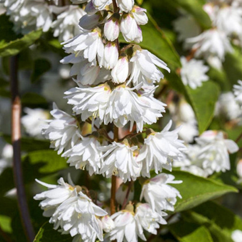 Саджанці дейції Плена (черенкований) - 1-річний Чернівці - фото 1