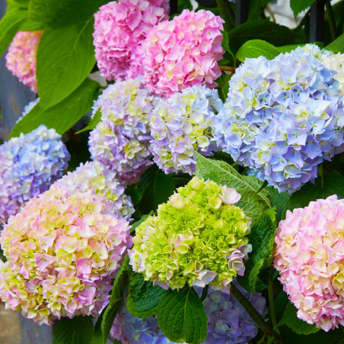 Саджанці гортензії Ендлес Саммер (черенкований) - 2-річний Чернівці - фото 1