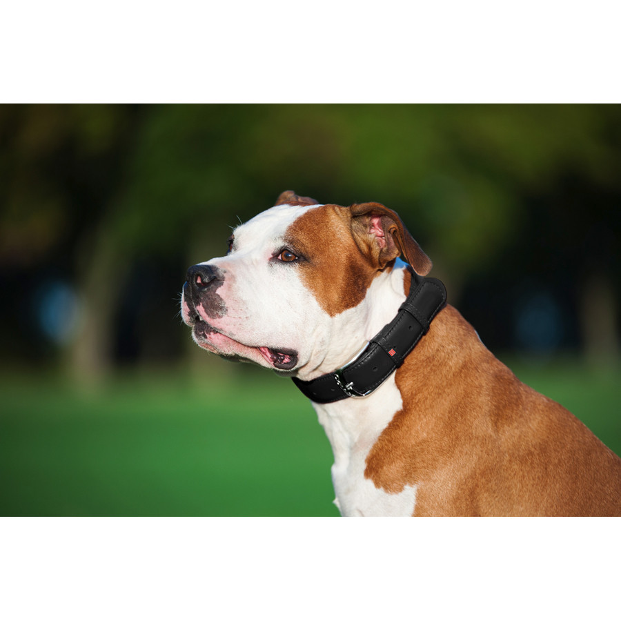 Нашийник для собак шкіряний WAUDOG Glamour з QR паспортом, без прикрас, L, Ш 25 мм, Дов 38-49 с Коломия - фото 8