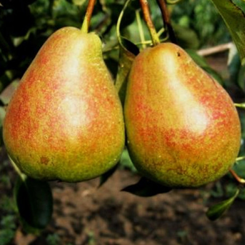 Саженцы груши Таврийская (привитый) - 2-летний Черновцы - изображение 1