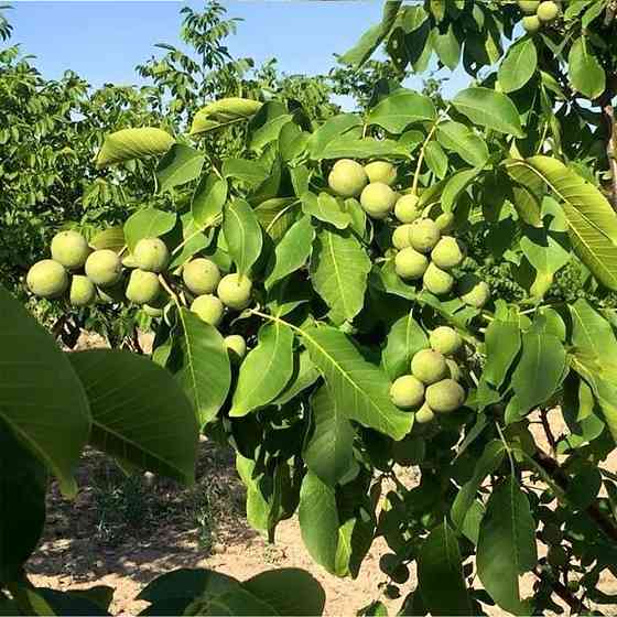 Саженцы грецкого ореха Кочерженко - 2-летний Черновцы