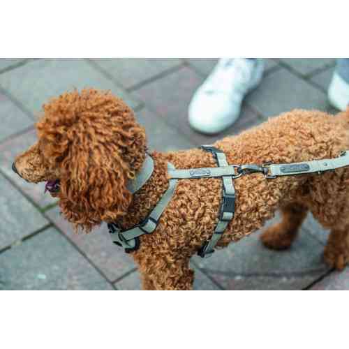 Шлей Trixie CityStyle H-harness для собак хлопок M–L 52–75 см 20 мм светло-серый Киев