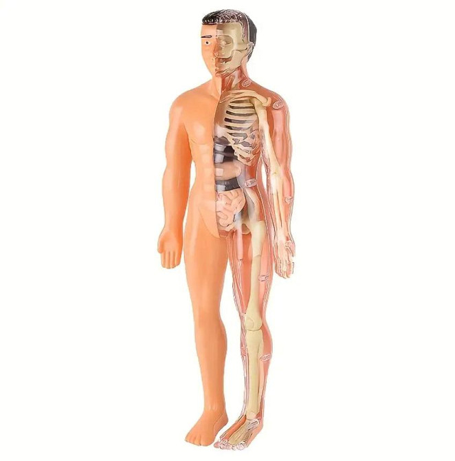 Анатомічна модель людини з 30 частин, висота 28 см | Освітній STEM-набір зі знімними органами та кіс Київ - фото 1