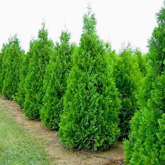 Саженцы западной туи Спиралис Черновцы