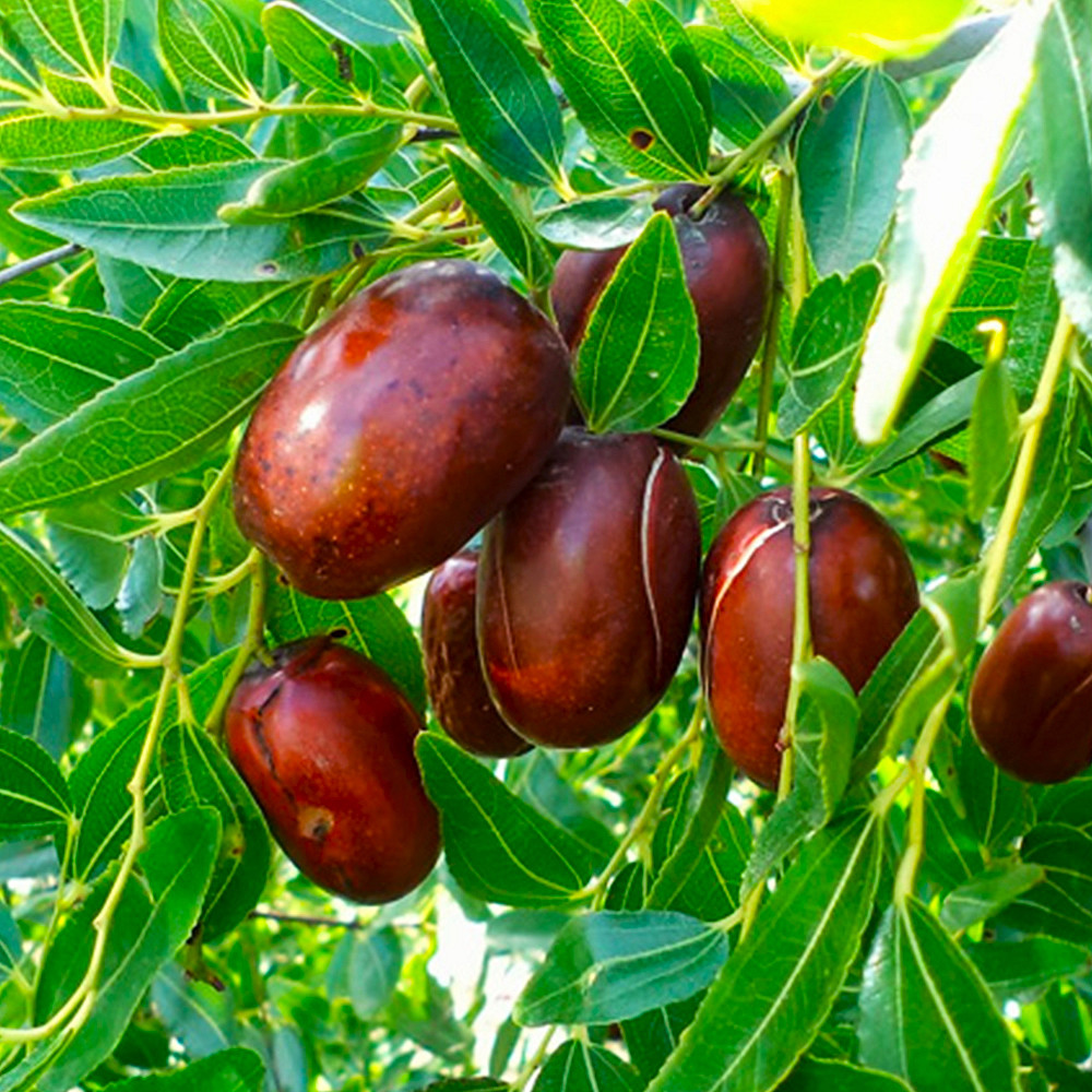 Саженцы зизифуса Та-Ян-Цзао - 1-летний Черновцы - изображение 3