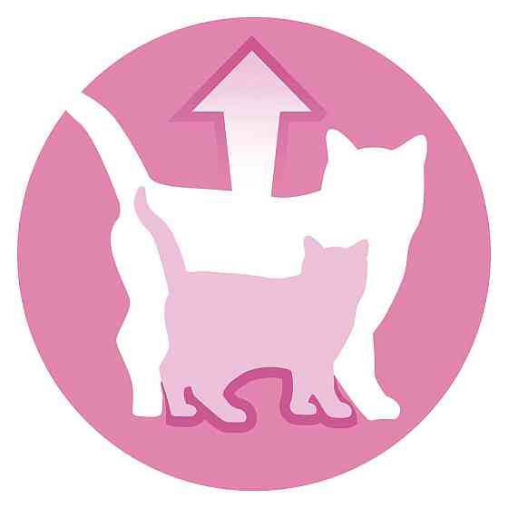 Влажный корм PURINA ONE Junior для котят, кусочки в соусе, с лососем и морковью, 85 г Киев