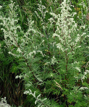 Чернобильник (Полынь обыкновенная) 100г master sem Киев - изображение 1