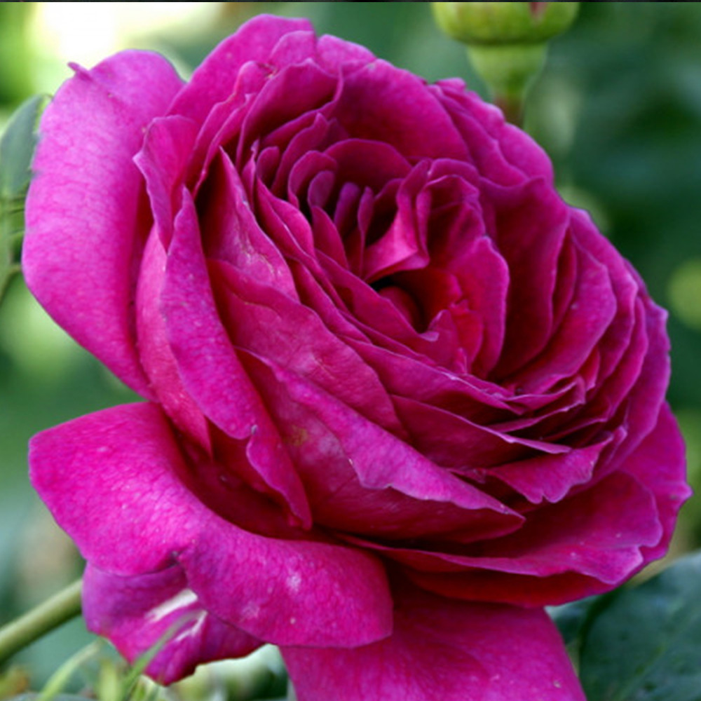 Саженцы роз на штамбе Юрианда (привитый) Черновцы - изображение 4