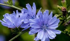 Корінь цикорія (Корень цикория) 100г master sem Киев - изображение 2