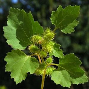 Нетреба звичайна (Дурнишник обыкновенный) 100г master sem Киев - изображение 1