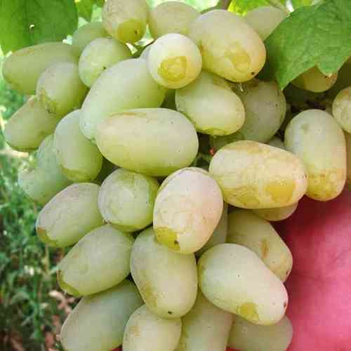 Cаджанці винограду Гордей (черенкований) - 1-річний Чернівці