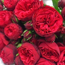 Саджанці англійських піоноподібних троянд Ред Піано (привитий) Чернівці - фото 3