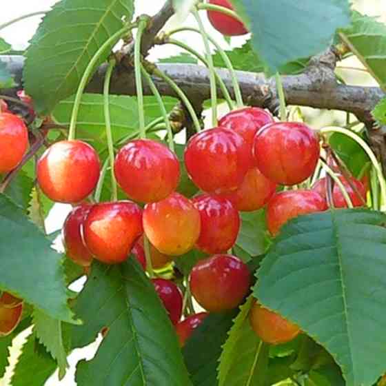 Саджанці черешні Ніжність (привитий) - 1-річний Чернівці