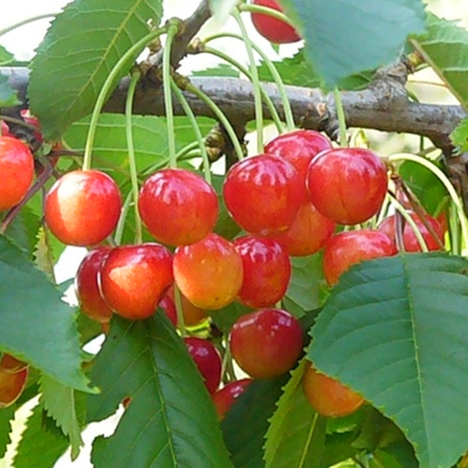 Саджанці черешні Ніжність (привитий) - 1-річний Чернівці - фото 1