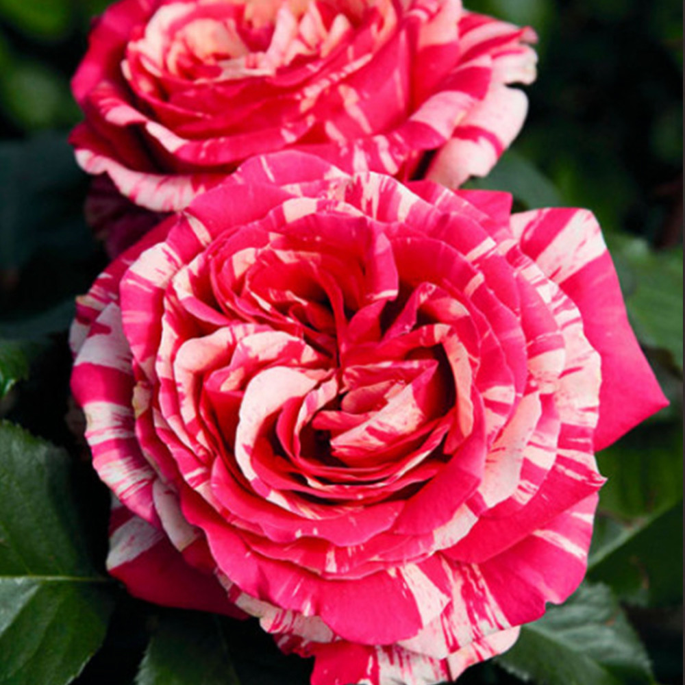 Саженцы чайно-гибридных роз Бест Импрешн (привитый) Черновцы - изображение 2