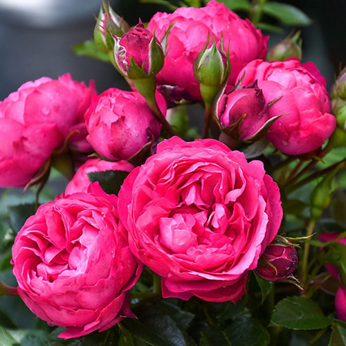 Саджанці троянд Кінг Георг (привитий) - 2-річний Чернівці - фото 1