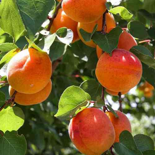 Саженцы абрикоса Светлоградский Ранний (привитый) - 2-летний Черновцы