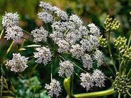 Болеголов пятнистый, 100г master sem Киев - изображение 1