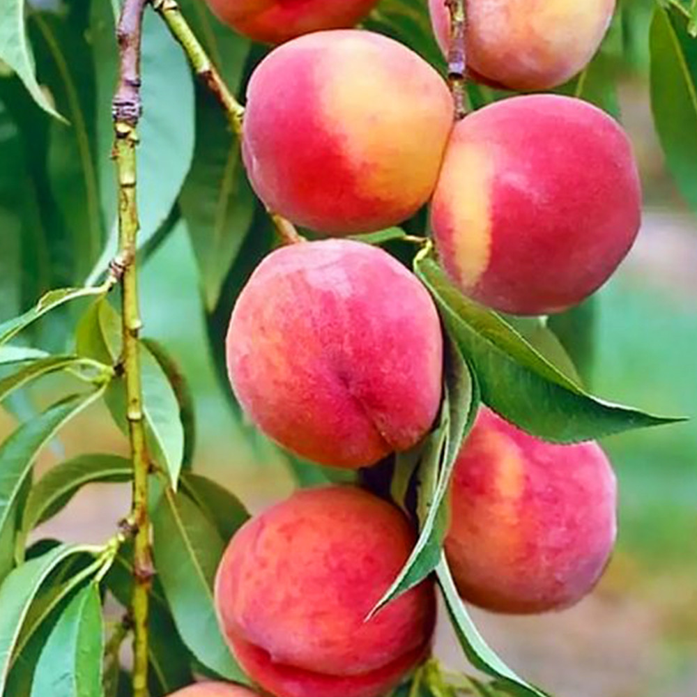 Саджанці колоновидного персика Балконелла (привитий) - 2-річний Чернівці - фото 3