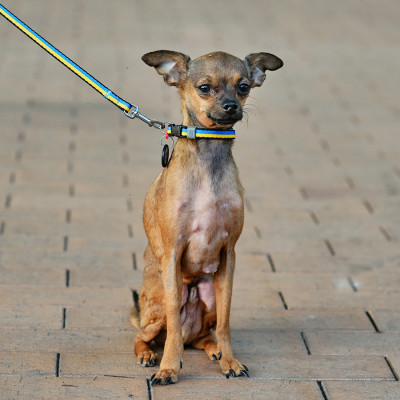 Поводок для собак WAUDOG Nylon "Colors of freedom" XS 10 мм х 122 см (369-4020) Винница - изображение 2