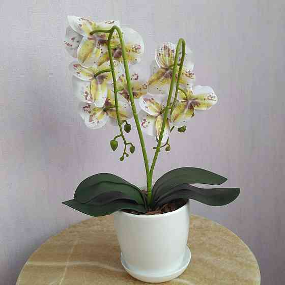Штучна латексна міні орхідея в білому пластиковому кашпо на дві гілки біла в бордову крапку Дніпро
