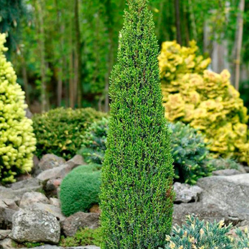 Саджанці ялівцю Арнольд (черенкований) - 3-річний Чернівці - фото 1