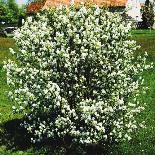 Саджанці ірги Декоративна - 1-річний Чернівці - фото 1